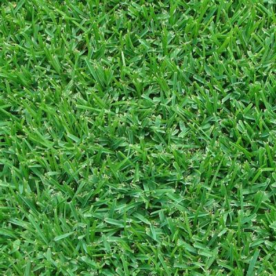 St. Augustine Grass