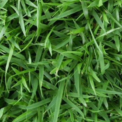 Zoysia Grass